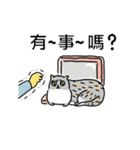 Come and play with squirrel cats（個別スタンプ：5）