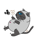 a iife of fat siames cat（個別スタンプ：4）
