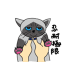 a iife of fat siames cat（個別スタンプ：6）
