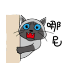 a iife of fat siames cat（個別スタンプ：13）