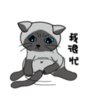 a iife of fat siames cat（個別スタンプ：15）