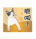 Omo 猫の星（個別スタンプ：19）