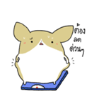 exercisebear: boingcorgi（個別スタンプ：2）