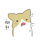 exercisebear: boingcorgi（個別スタンプ：31）