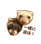 フェレット家族（個別スタンプ：8）