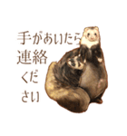 フェレット家族（個別スタンプ：18）