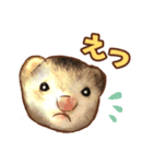 フェレット家族（個別スタンプ：24）