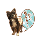 フェレット家族（個別スタンプ：30）