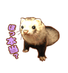 フェレット家族（個別スタンプ：31）
