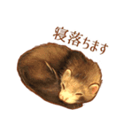 フェレット家族（個別スタンプ：34）