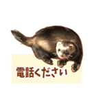 フェレット家族（個別スタンプ：35）