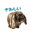 フェレット家族（個別スタンプ：37）