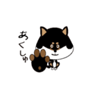Feelings of Shiba Inu HOTARU（個別スタンプ：3）
