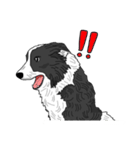 Border collie あずき（個別スタンプ：13）