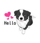 Border collie あずき（個別スタンプ：22）