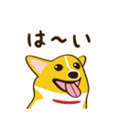 コーギーまめもちのスタンプ（個別スタンプ：7）