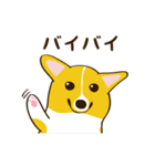 コーギーまめもちのスタンプ（個別スタンプ：21）