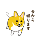 コーギーまめもちのスタンプ（個別スタンプ：22）