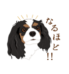犬いろいろ（個別スタンプ：1）