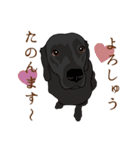 犬いろいろ（個別スタンプ：11）