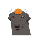 犬いろいろ（個別スタンプ：12）