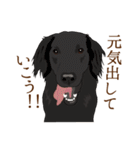 犬いろいろ（個別スタンプ：28）