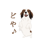 犬いろいろ（個別スタンプ：29）