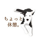 犬いろいろ（個別スタンプ：38）