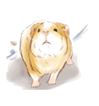 Capybara and Guinea pigs（個別スタンプ：26）