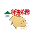 かわいいハムスター犬（個別スタンプ：36）
