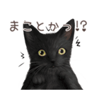 zumoの江戸弁子猫（個別スタンプ：2）