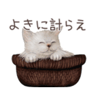 zumoの江戸弁子猫（個別スタンプ：3）