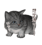zumoの江戸弁子猫（個別スタンプ：4）