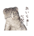 zumoの江戸弁子猫（個別スタンプ：11）