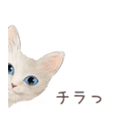 zumoの江戸弁子猫（個別スタンプ：13）
