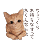 zumoの江戸弁子猫（個別スタンプ：19）