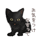 zumoの江戸弁子猫（個別スタンプ：23）