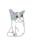 Yogi French Bulldog（個別スタンプ：21）