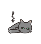 グレぬこ（個別スタンプ：14）