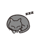 グレぬこ（個別スタンプ：40）