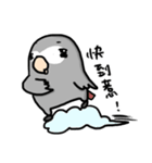 Grey Parrot bird dohua（個別スタンプ：2）