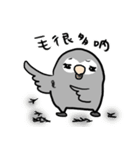 Grey Parrot bird dohua（個別スタンプ：4）