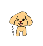 トイプードルさくら（個別スタンプ：2）