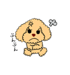 トイプードルさくら（個別スタンプ：3）
