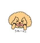トイプードルさくら（個別スタンプ：33）