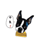 ボストンテリア同好会2（個別スタンプ：3）