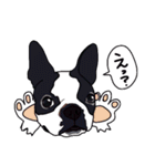 ボストンテリア同好会2（個別スタンプ：12）