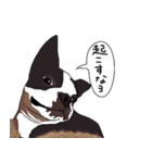 ボストンテリア同好会2（個別スタンプ：14）