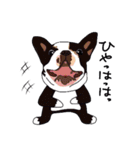 ボストンテリア同好会2（個別スタンプ：18）