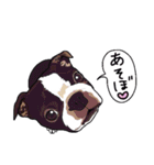 ボストンテリア同好会2（個別スタンプ：36）